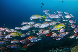 ~ A Life Less Ordinary ~

In celebration of #WorldOcean... by Geo Cloete 
